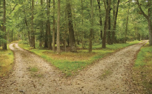 A Fork in the Road